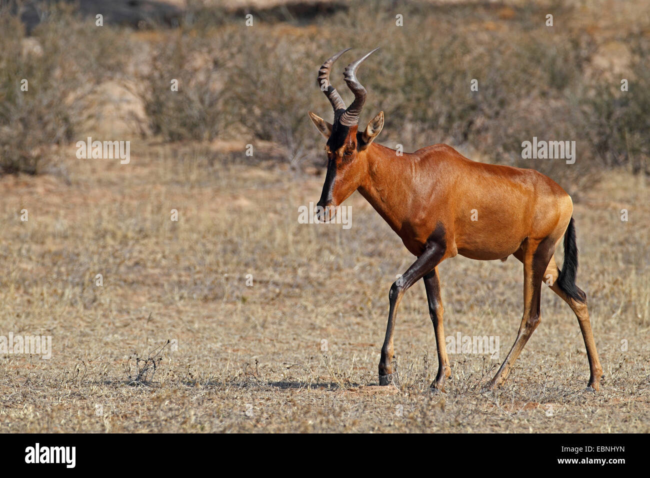 Bubale rouge, cape rouge (Alcelaphus buselaphus bubale caama), s'exécute dans la vallée de l'Auob, Afrique du Sud, Kgalagadi Transfrontier National Park Banque D'Images
