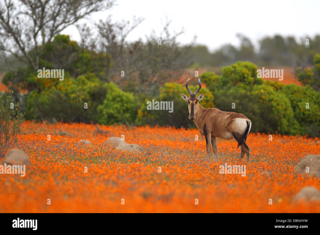 Bubale rouge, cape rouge (Alcelaphus buselaphus bubale caama), se dresse dans un pré de daisys, Afrique du Sud, le Parc National Namaqua Banque D'Images