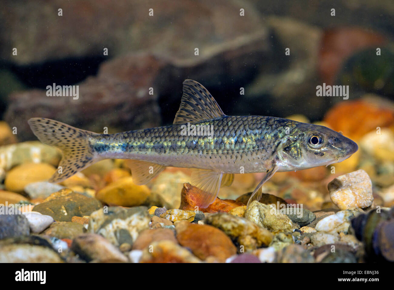 Gudgeon (Gobio gobio), natation Banque D'Images