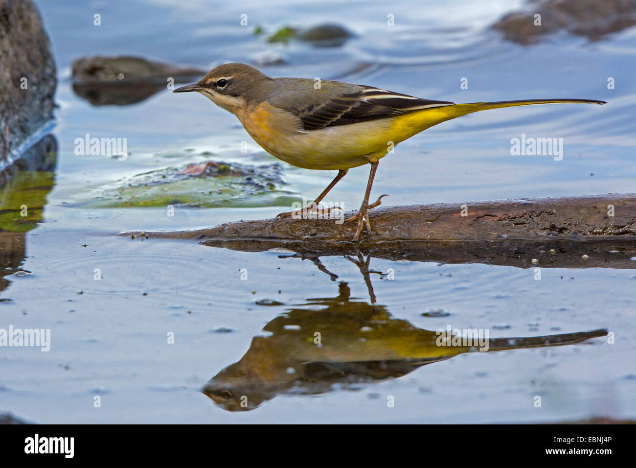 Bergeronnette des ruisseaux (Motacilla cinerea), en eau peu profonde à l'image miroir, Allemagne, Bavière, le lac de Chiemsee Banque D'Images