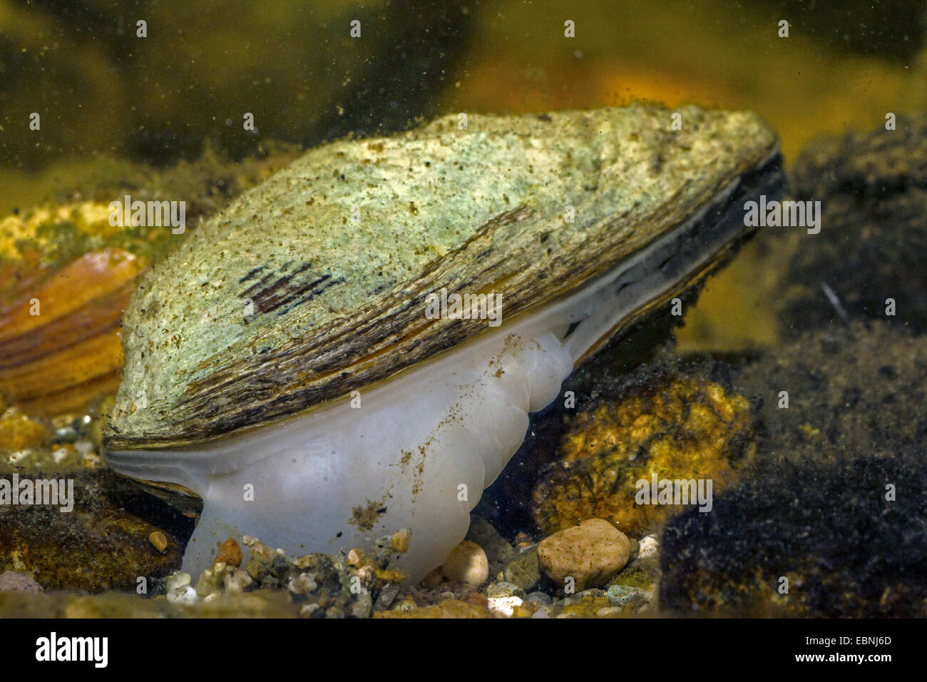 La rivière gonflée zébrée (Unio tumidus), avec pied visible, Allemagne Banque D'Images