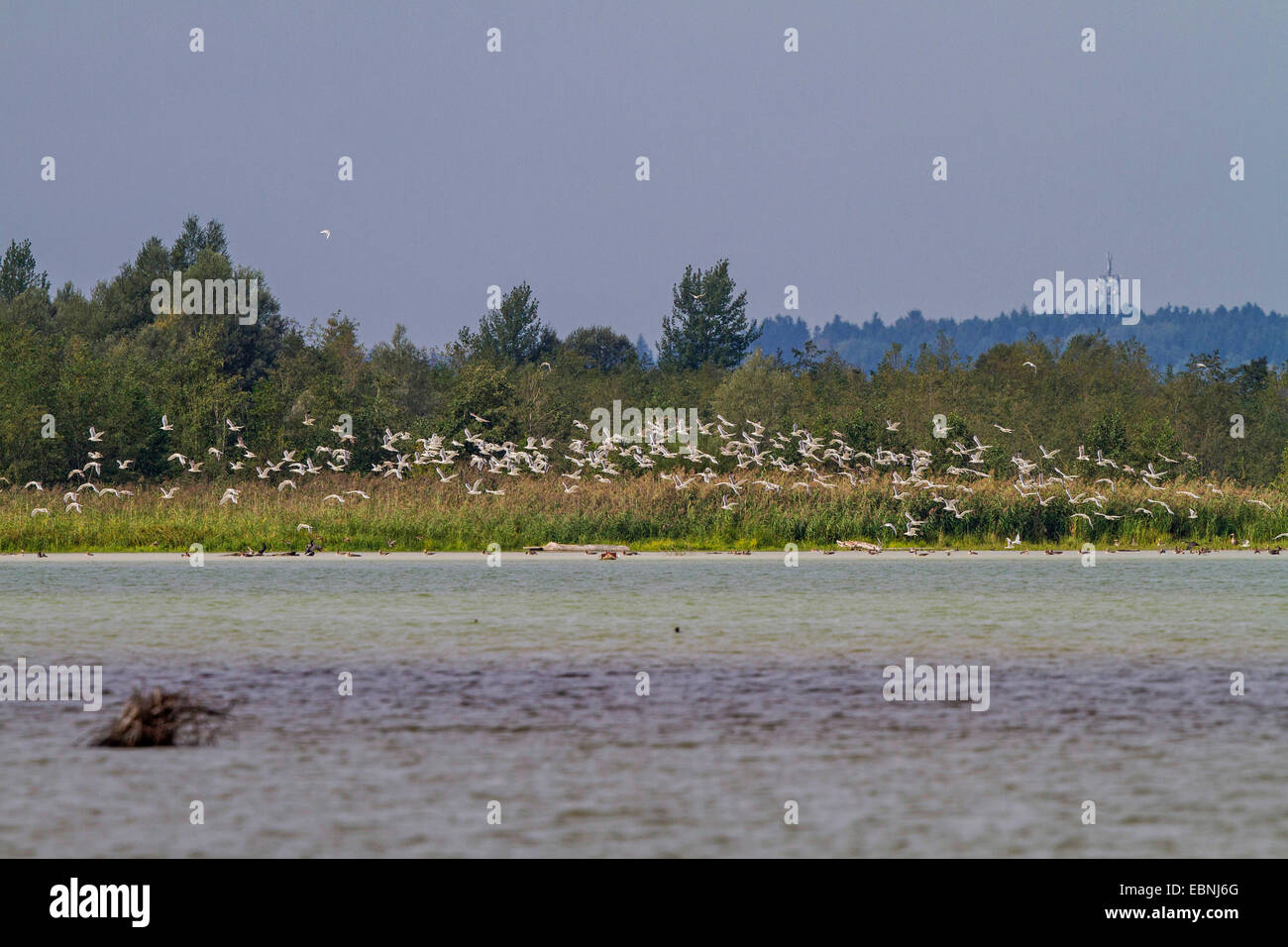 Yellow-legged Gull (Larus michahellis, Larus cachinnans michahellis), grande bande à lac intérieur, l'Allemagne, la Bavière, le lac de Chiemsee Banque D'Images