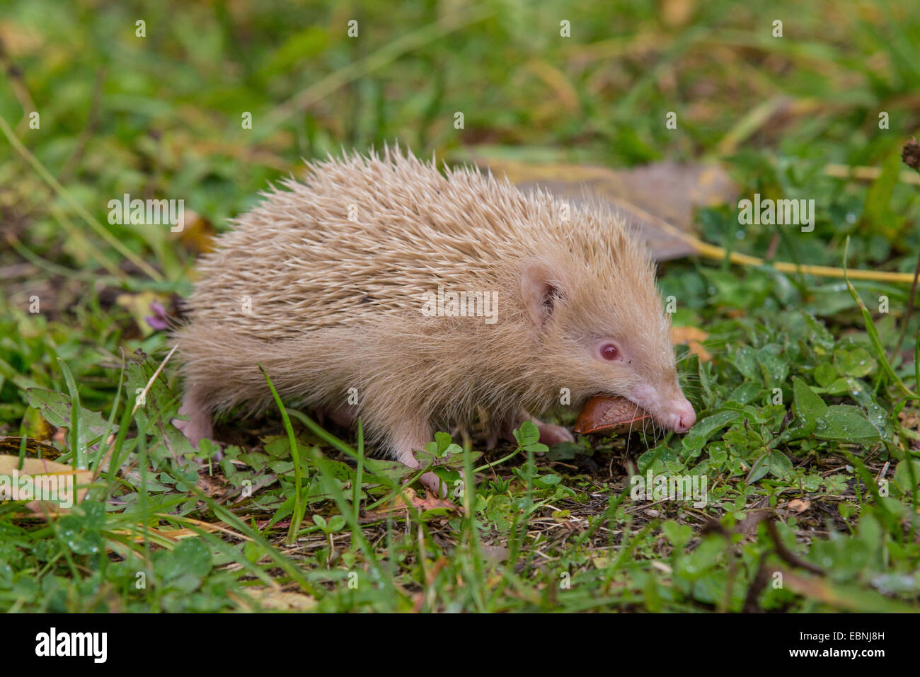 Hérisson hérisson d'Europe de l'Ouest, (Erinaceus europaeus), albino, Allemagne Banque D'Images