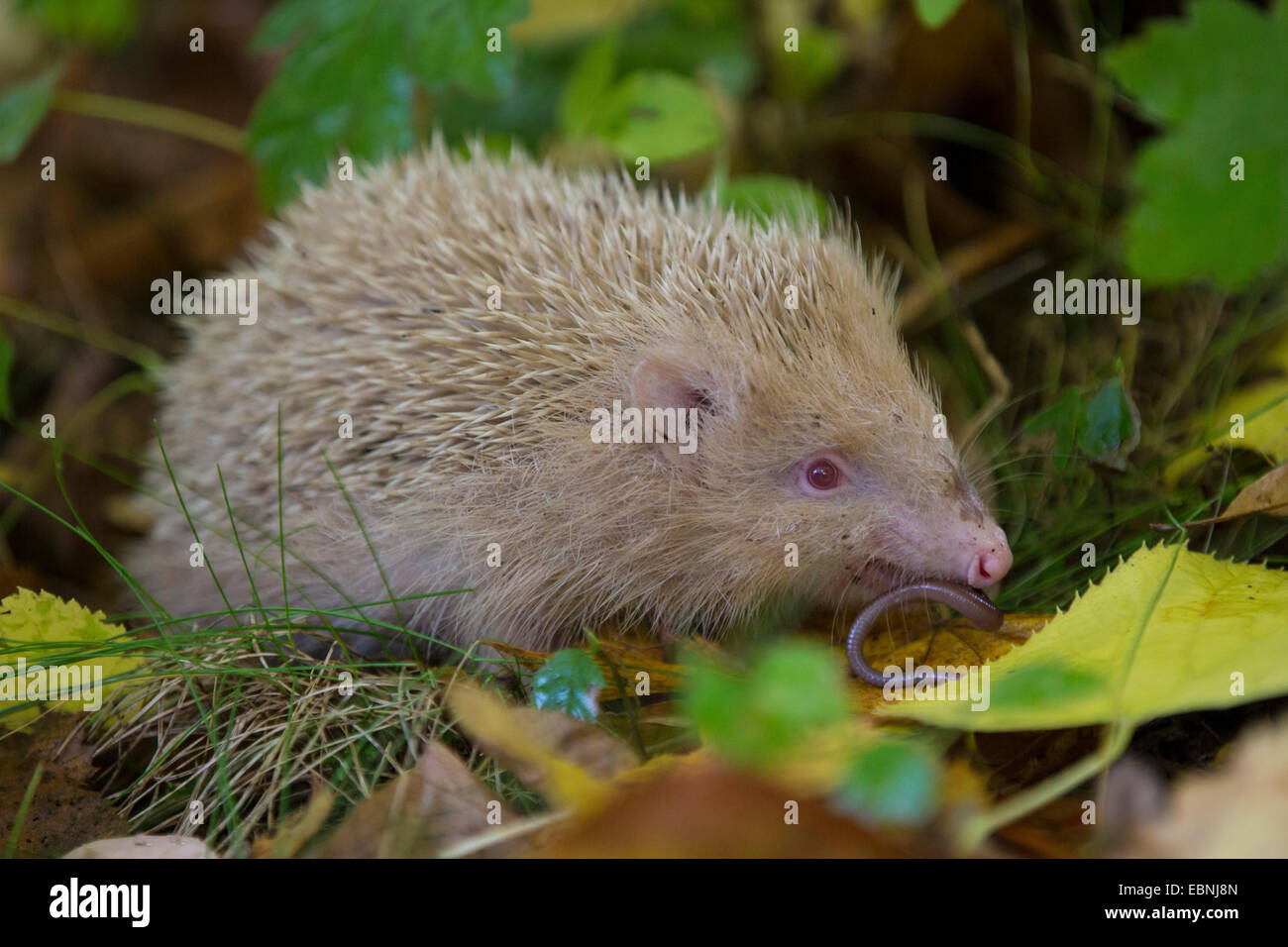 Hérisson hérisson d'Europe de l'Ouest, (Erinaceus europaeus), Albino nourrir un ver, Allemagne Banque D'Images