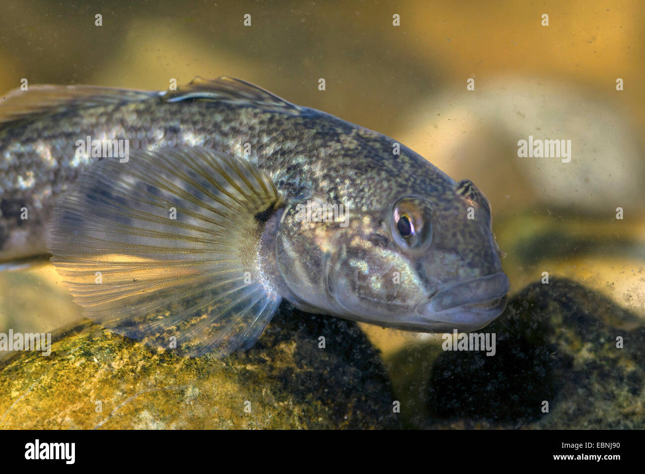 Le gobie à taches noires (Neogobius melanostomus), femme, portrait Banque D'Images