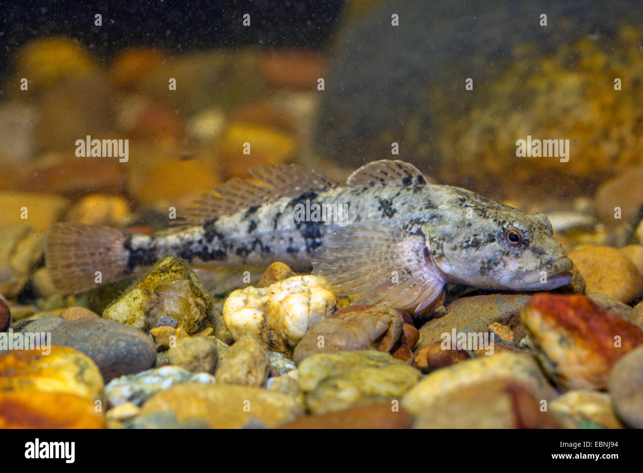 Miller's Thumb, chabot (Cottus gobio), homme Banque D'Images