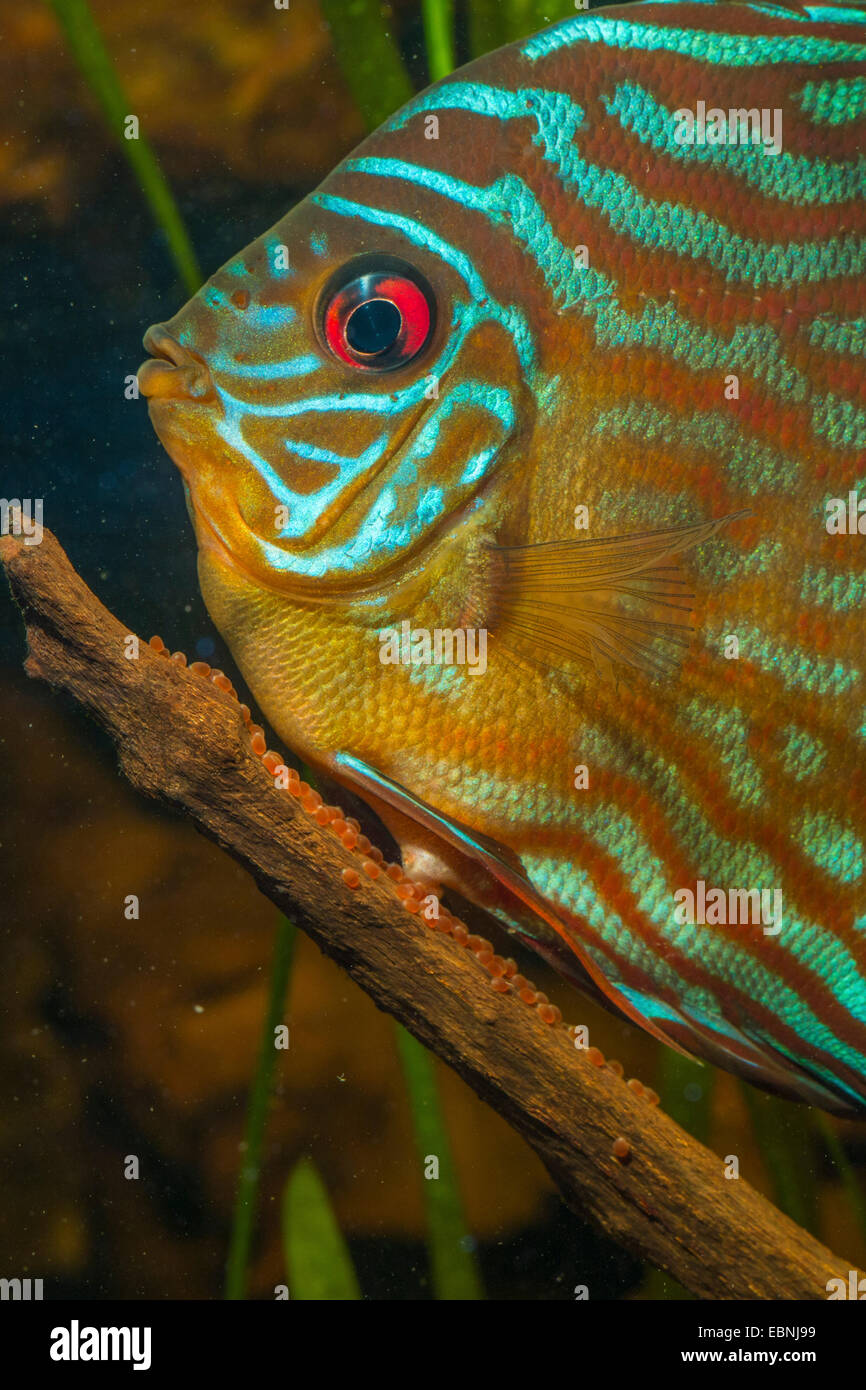 Discus (Symphysodon aequifasciata vert aequifasciata), femelle en ponte Banque D'Images