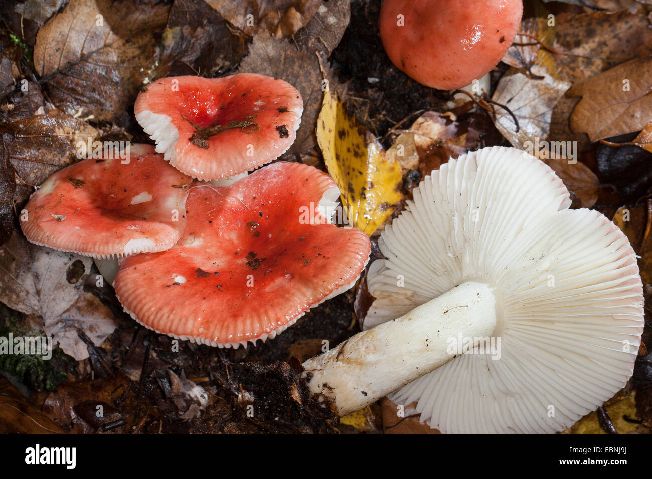 Sickener (Russula spec.), cinq organes de fructification sur le sol de la forêt, l'un remis, Allemagne Banque D'Images