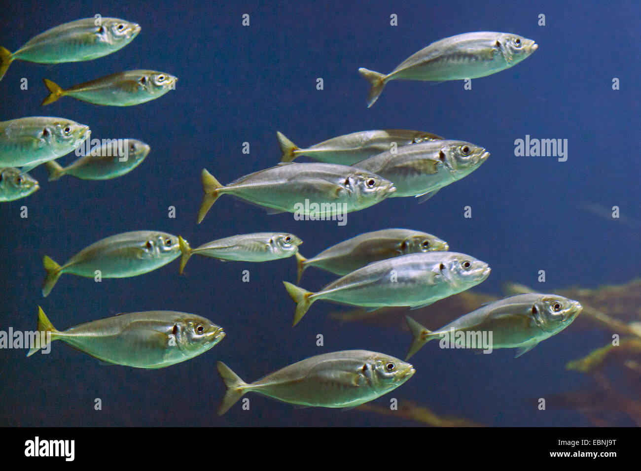 Chinchard, scad, maasbanker (Trachurus trachurus), à l'école Banque D'Images