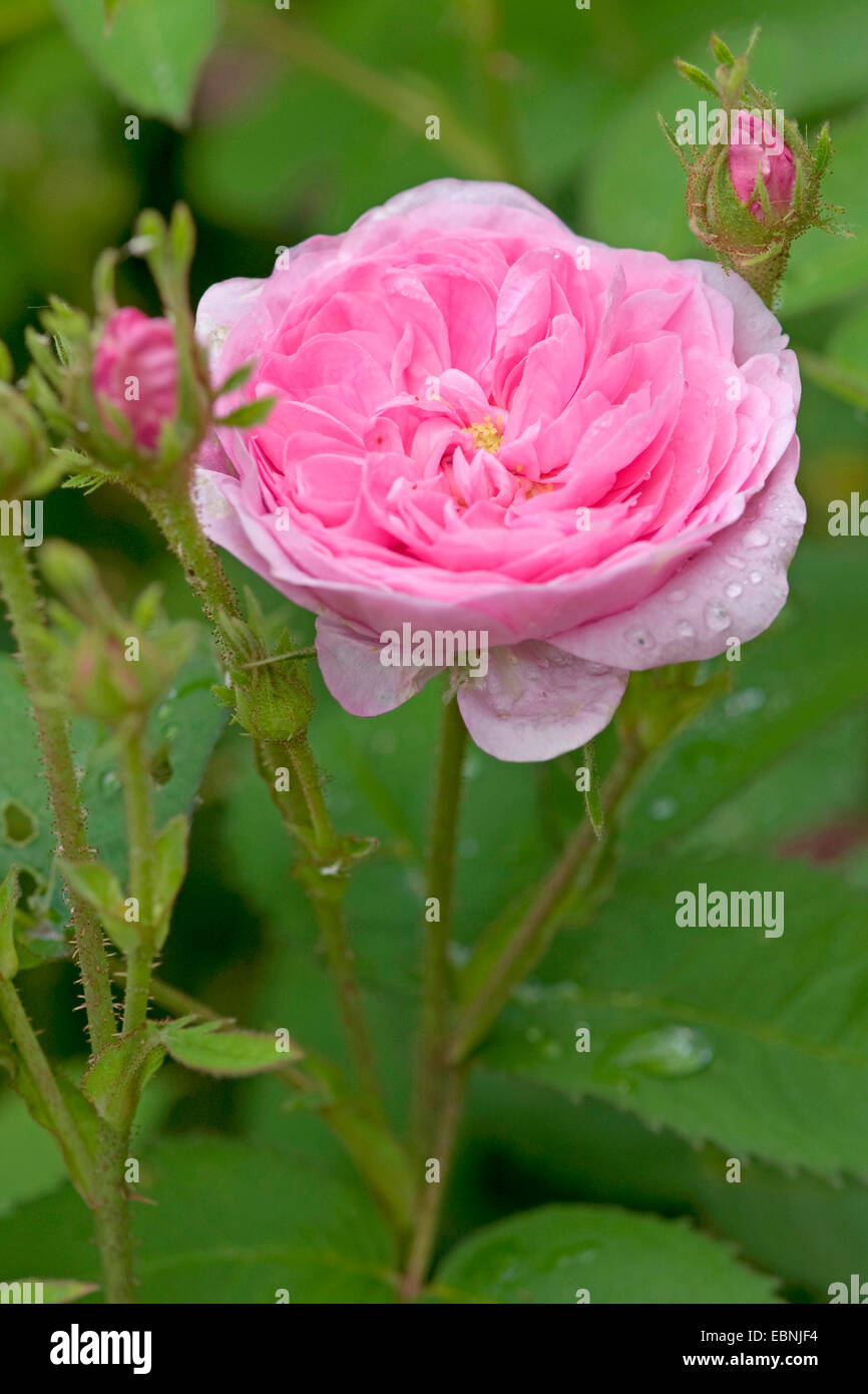 Le chou rose, Provence rose Rose de Mai (Rosa Centifolia, Rosa Centifolia Î), fleur Banque D'Images