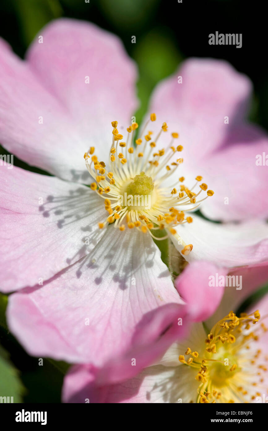 Dog rose (rosa canina), fleur, Allemagne Banque D'Images