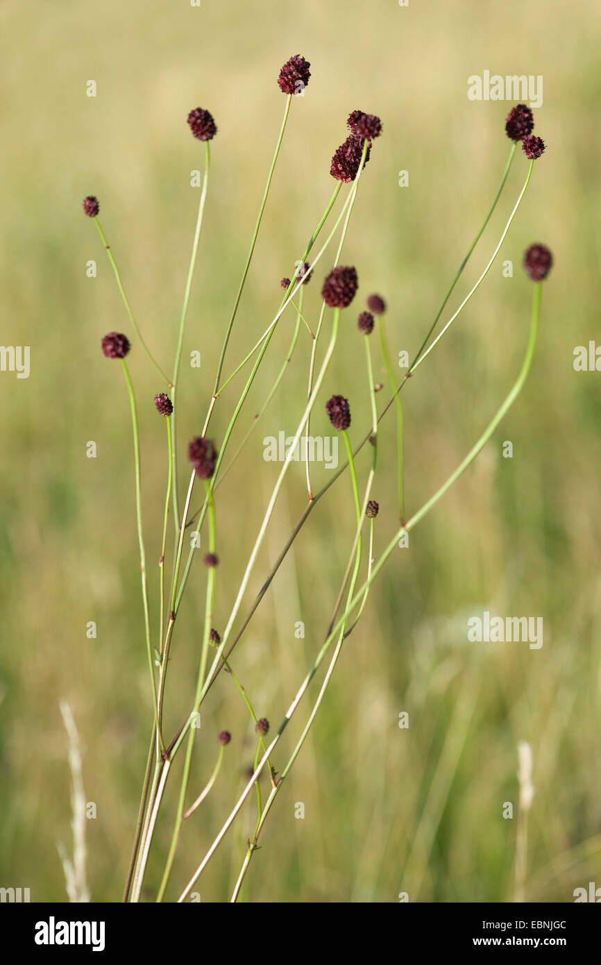 Pimprenelle (Sanguisorba officinalis, Sanguisorba major), la floraison, Allemagne Banque D'Images