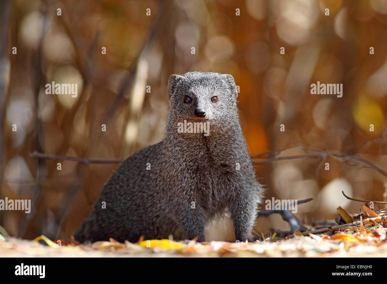 Le Cap (Galerella pulverolenta Mongoose gris), se trouve sur le terrain, Afrique du Sud, Parc National d'Augrabies Falls Banque D'Images