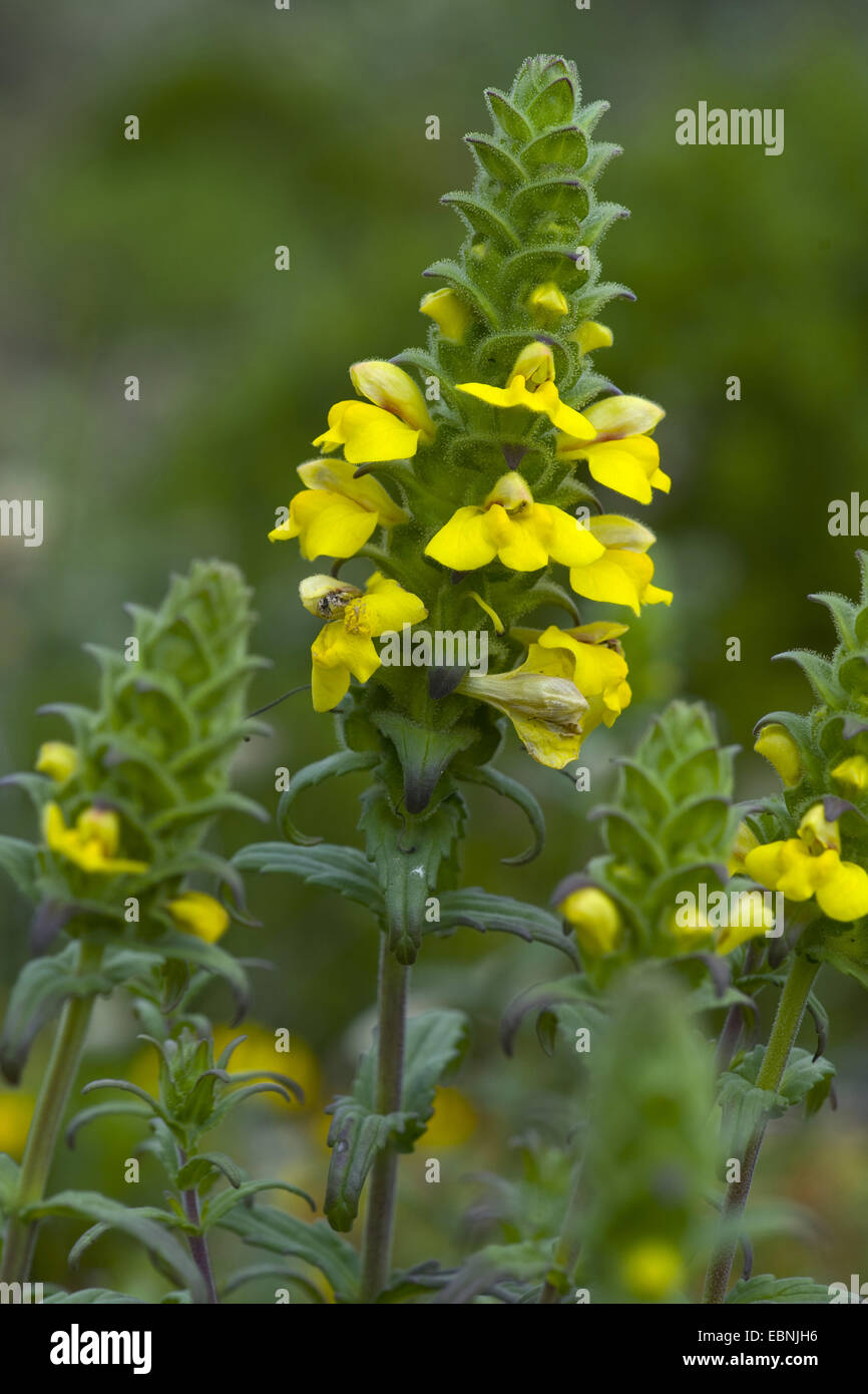 Bellardia, lineseed (Bellardia trixago méditerranéenne var. flaviflora), aux fleurs jaunes Banque D'Images