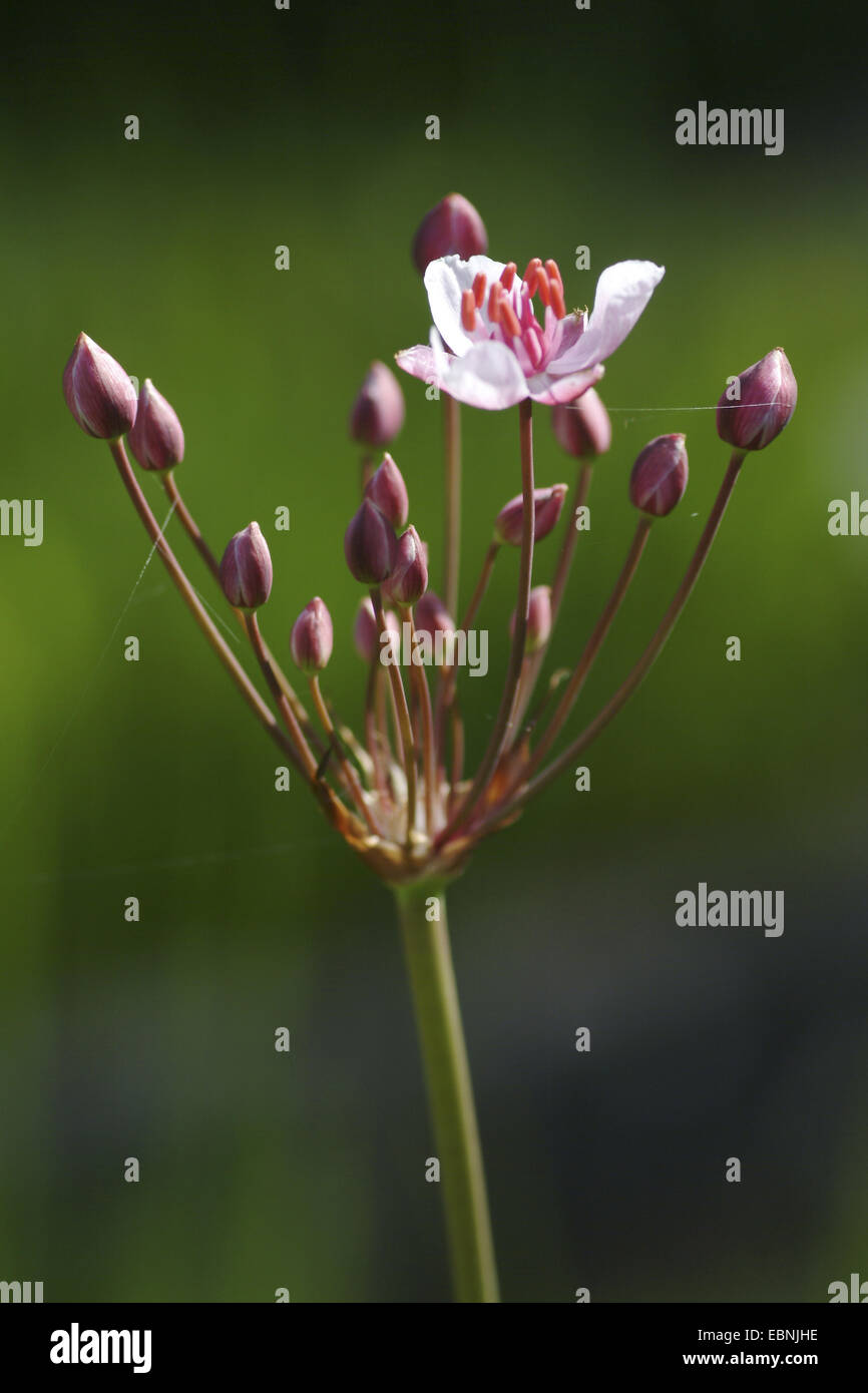 Le butome à ombelle, herbe ombelle (Butomus umbellatus), l'inflorescence avec une seule fleur ouverte, Allemagne Banque D'Images