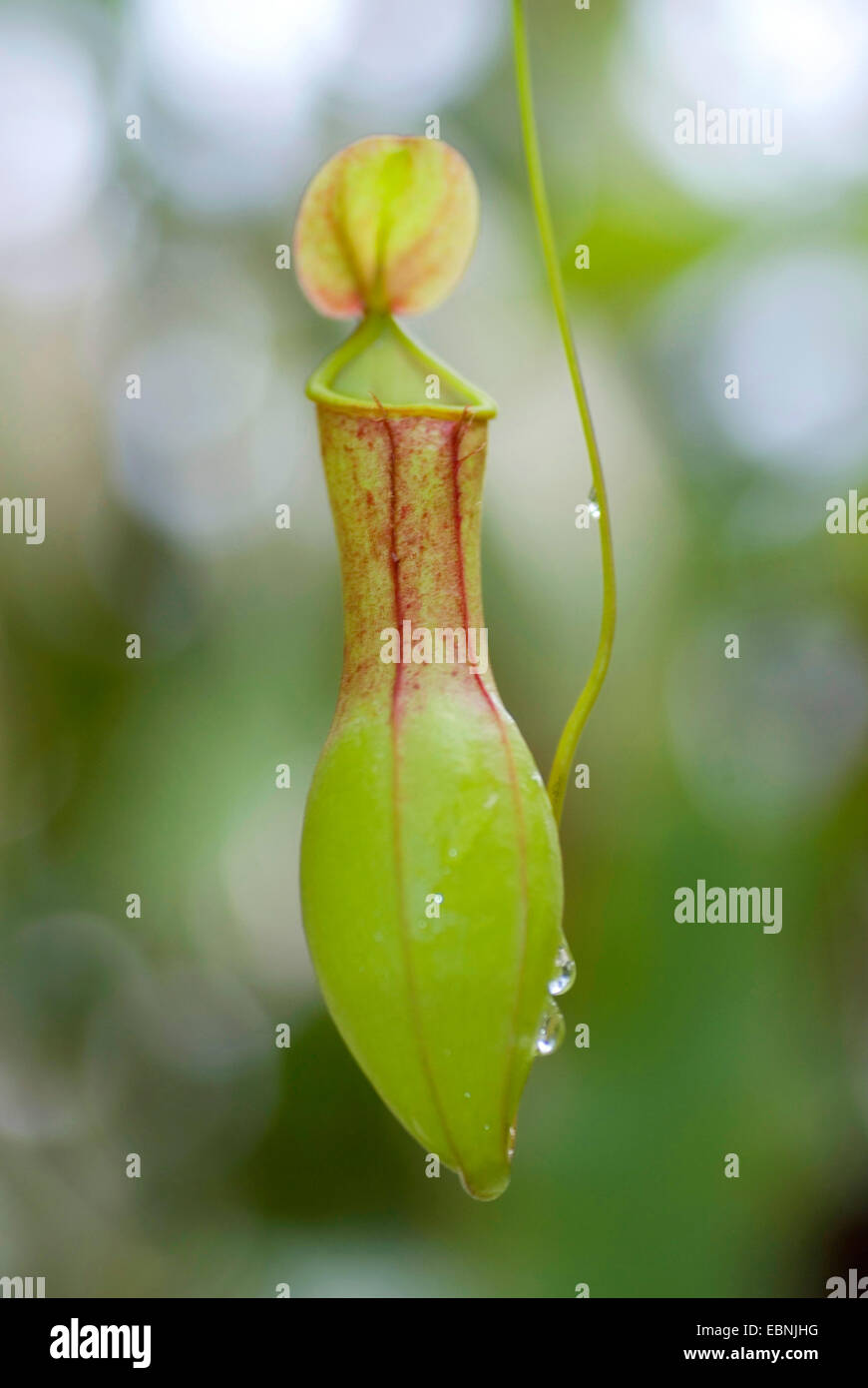 La sarracénie pourpre (Nepenthes alata), piège Banque D'Images