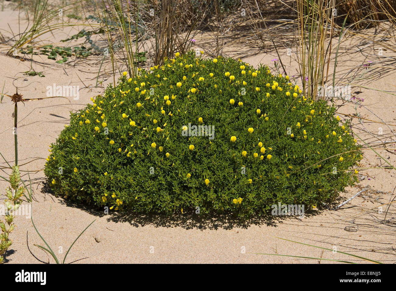 Grand jaune, jaune restharrow restharrow (Ononis natrix), qui fleurit sur une plage Banque D'Images