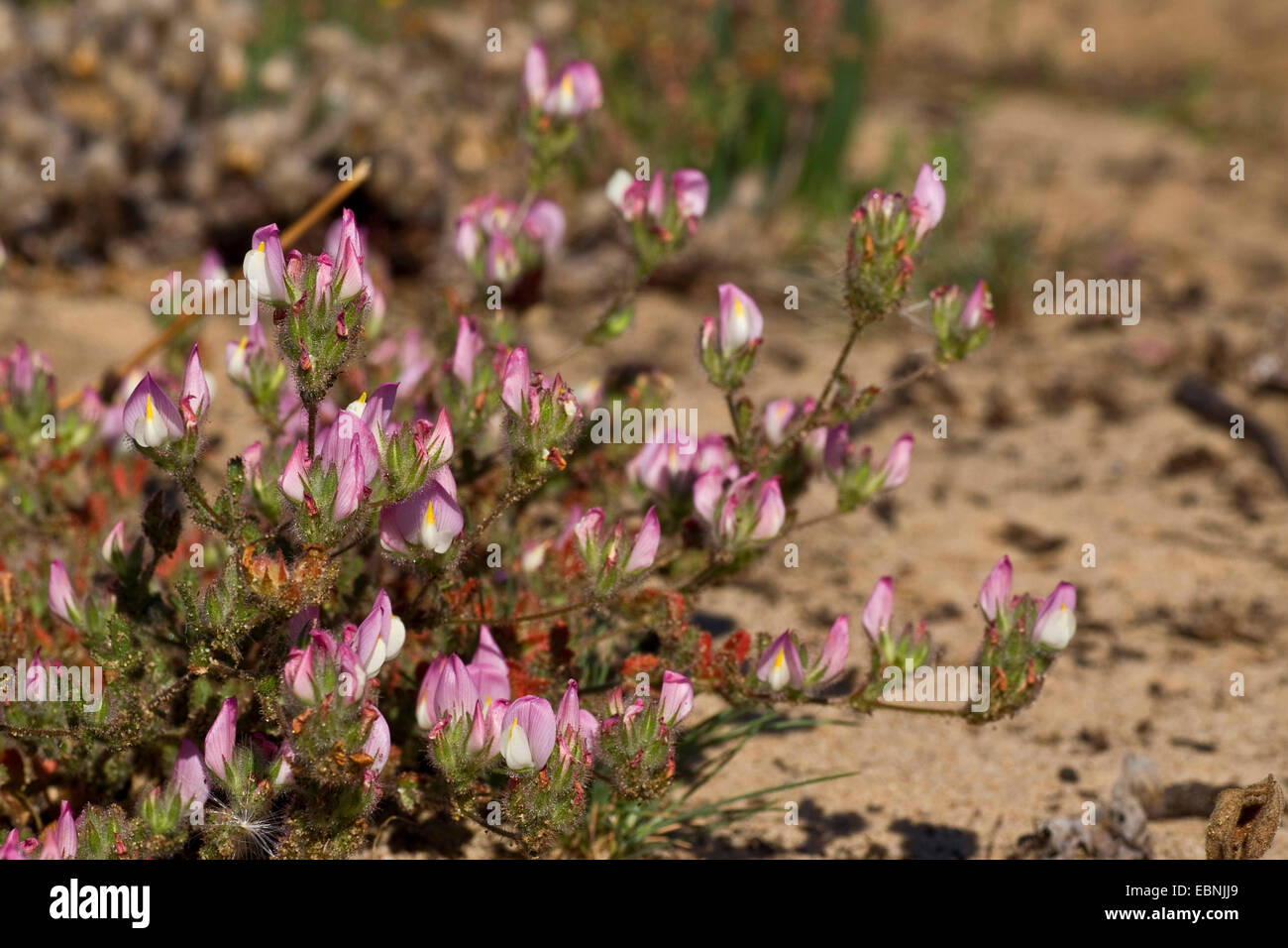 Reste Harrow (Ononis cossoniana), la floraison, le Portugal, l'Aljezur Banque D'Images