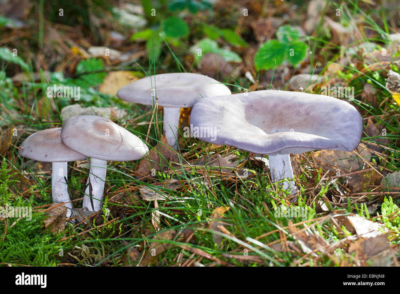 Wood blewit (Lepista nuda), quatre organes de fructification sur le sol forestier, Allemagne Banque D'Images