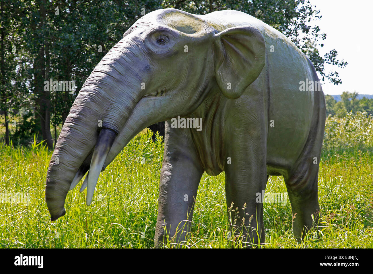 Gomphotherium (Gomphotherium), l'éléphant disparu primitiv Banque D'Images