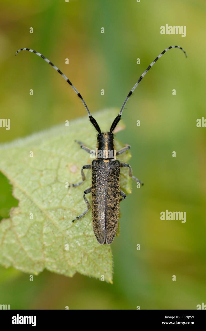 Thistle longicorne asiatique, télévision à visages longhorn, longicorne Chardon, Golden-Gris fleuri Longhorn (Agapanthia villosoviridescens), sur une feuille, Allemagne Banque D'Images