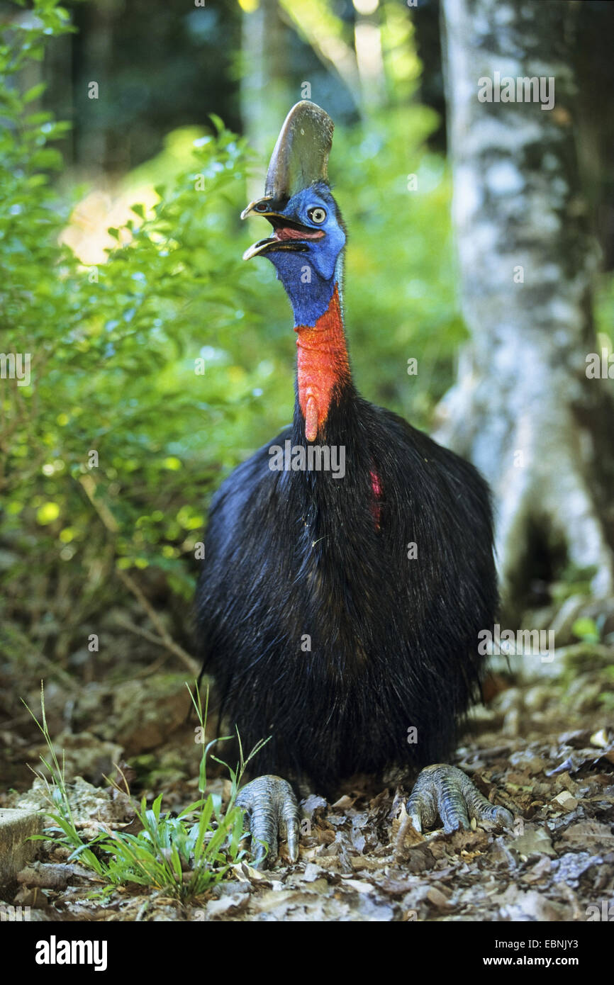 La réorganisation du Nord, cassowary Cassowary, réorganisation, Casoar casoar à col d'Or (Casuarius unappendiculatus), en forêt tropicale humide, l'Indonésie, dans l'Ouest de Nouvelle Guinée, Irian Jaya Banque D'Images