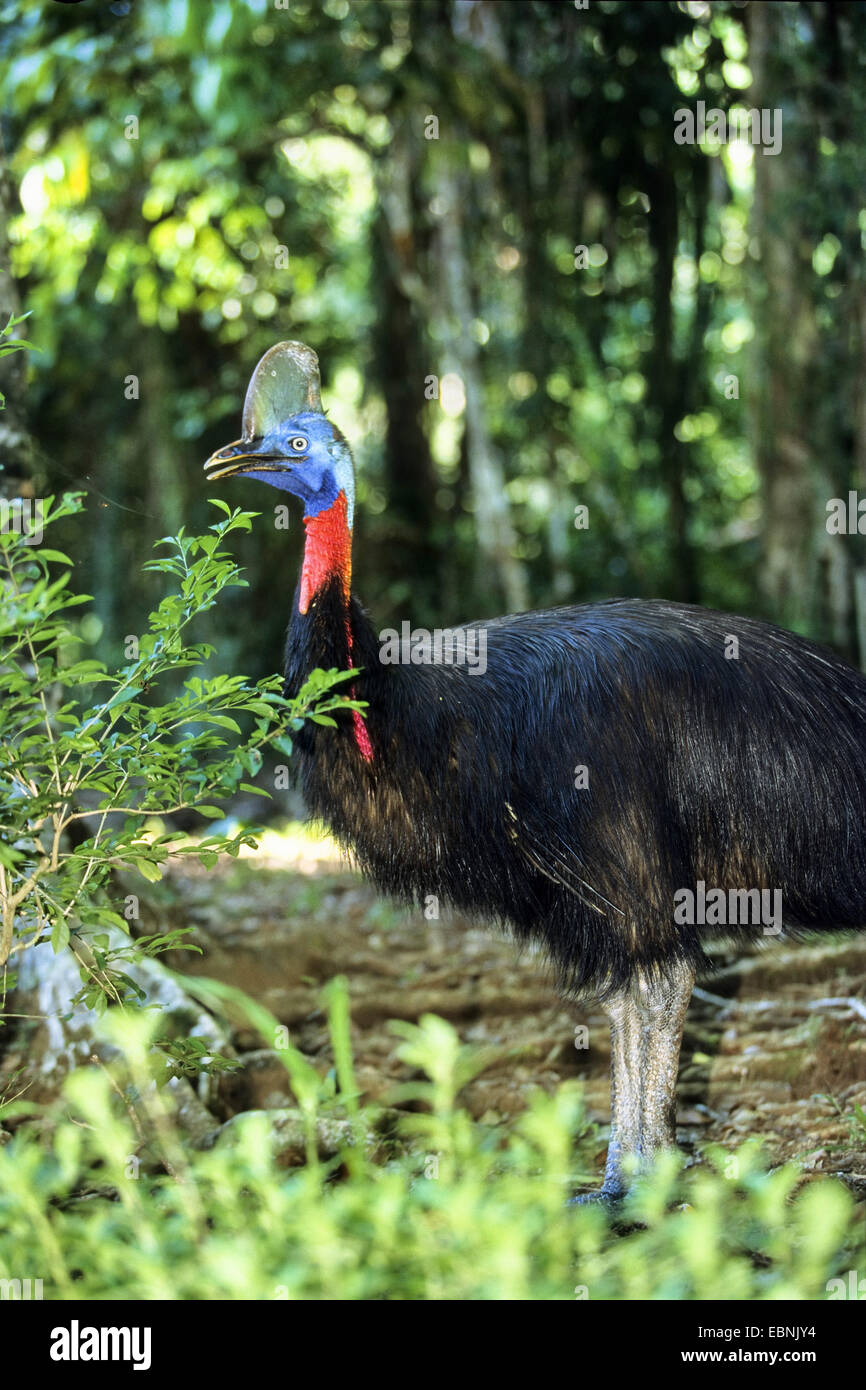 La réorganisation du Nord, cassowary Cassowary, réorganisation, Casoar casoar à col d'Or (Casuarius unappendiculatus), en forêt tropicale humide, l'Indonésie, dans l'Ouest de Nouvelle Guinée, Irian Jaya Banque D'Images
