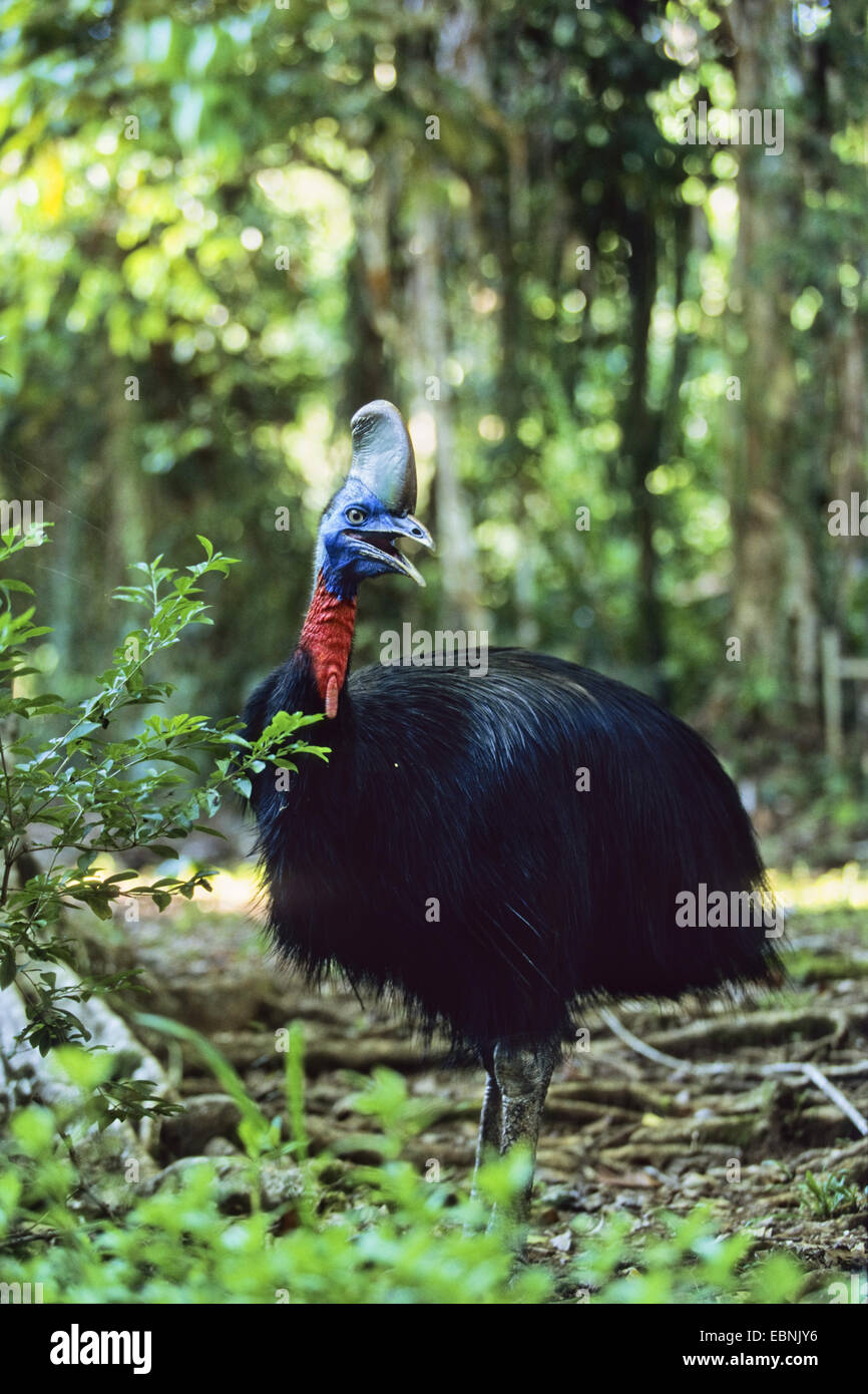 La réorganisation du Nord, cassowary Cassowary, réorganisation, Casoar casoar à col d'Or (Casuarius unappendiculatus), en forêt tropicale humide, l'Indonésie, dans l'Ouest de Nouvelle Guinée, Irian Jaya Banque D'Images