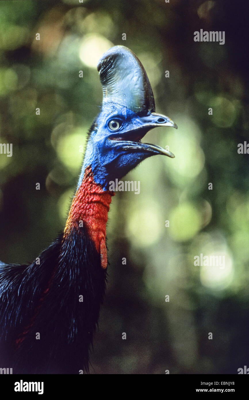 La réorganisation du Nord, cassowary Cassowary, réorganisation, Casoar casoar à col d'Or (Casuarius unappendiculatus), en forêt tropicale humide, l'Indonésie, dans l'Ouest de Nouvelle Guinée, Irian Jaya Banque D'Images