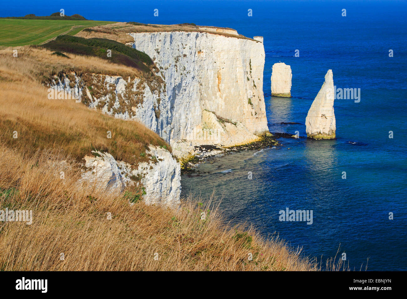 Old Harry Rocks à la côte jurassique dans Southengland, Royaume-Uni, Angleterre, Bournemouth, Dorset Banque D'Images