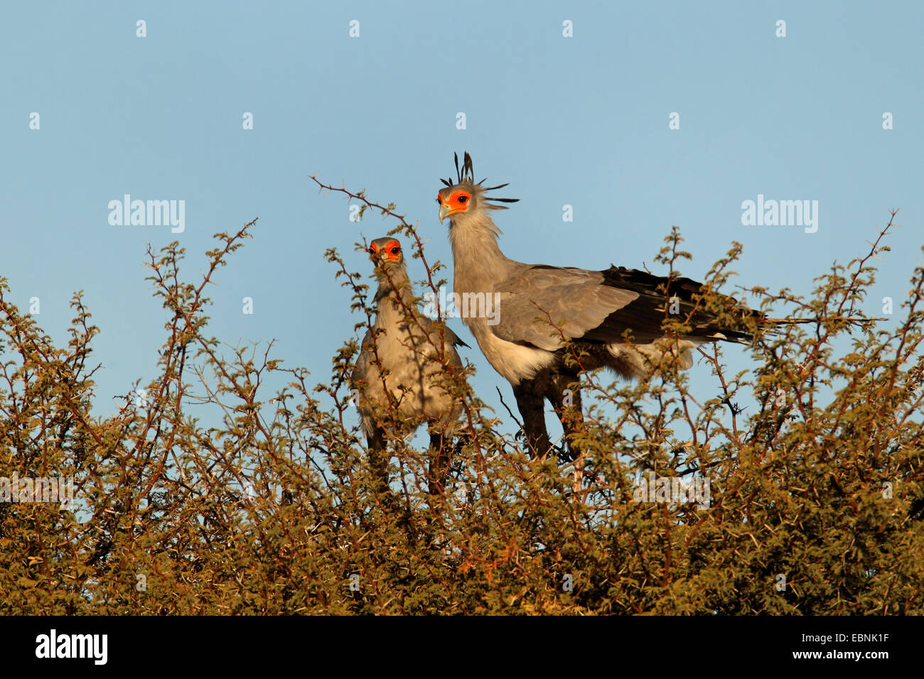 Oiseau secrétaire, Sagittaire (Sagittarius serpentarius serpentarius), paire debout sur le nid d'une épine, Afrique du Sud, Kgalagadi Transfrontier National Park Banque D'Images