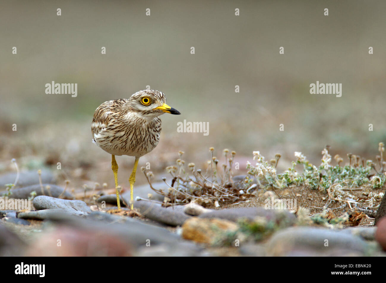 Stone-curlew (Burhinus bistriatus), aller au nid, Grèce, Lesbos Banque D'Images