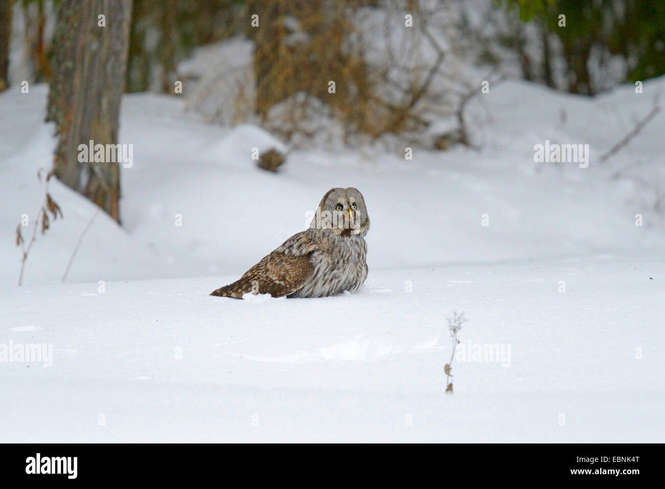 La Chouette lapone (Strix nebulosa), se nourrir de proies capturées, Finlande Banque D'Images