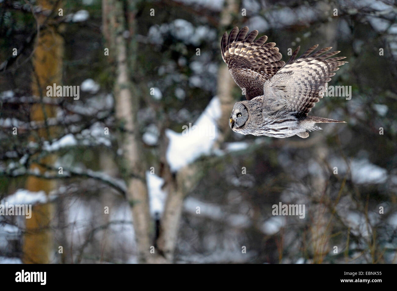 La Chouette lapone (Strix nebulosa), en vol par temps froid, la Finlande Banque D'Images