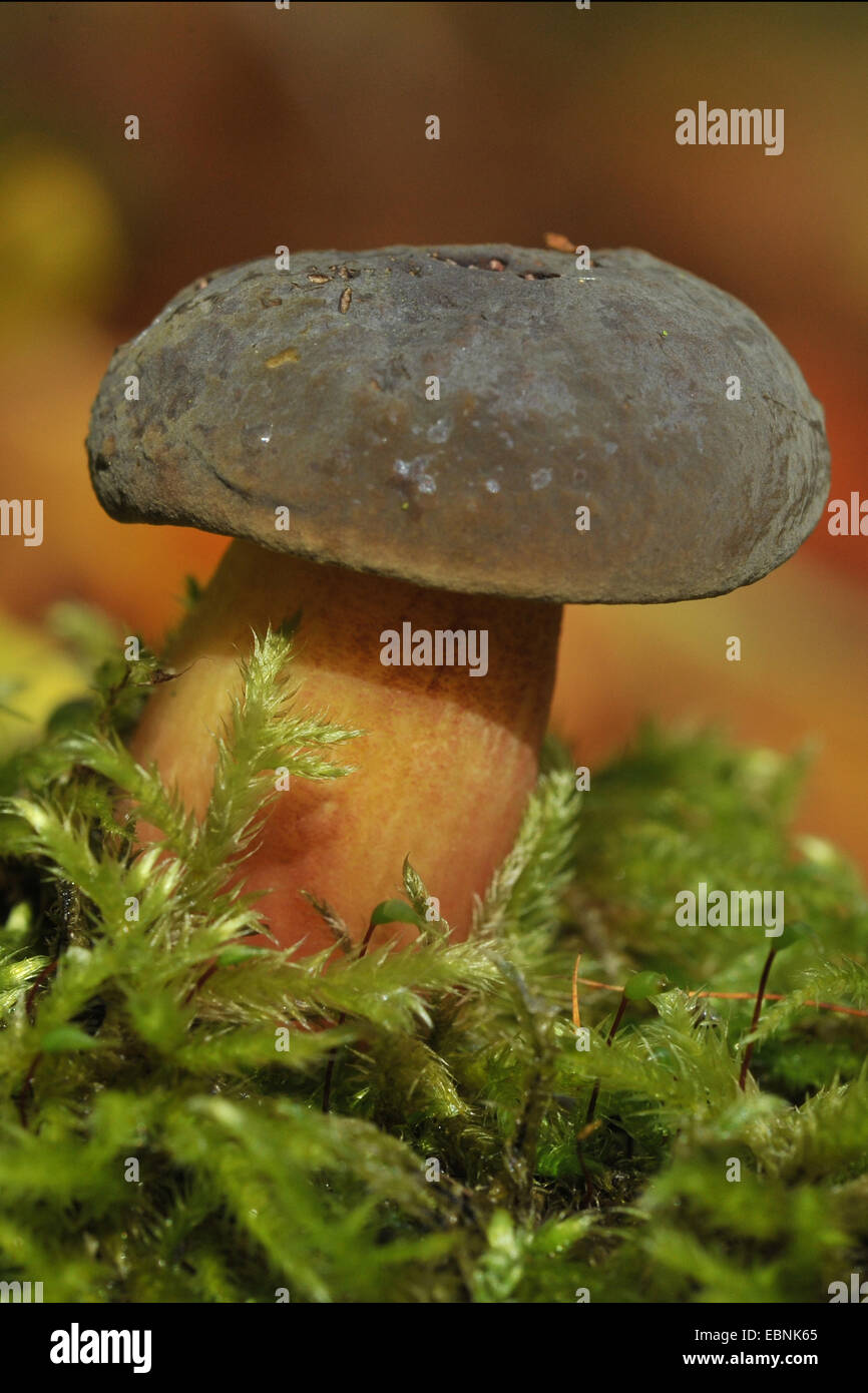 Matt Bolet (Boletus pruinatus, Xerocomus pruinatus), seul Matt Bolet dans MOSS Banque D'Images