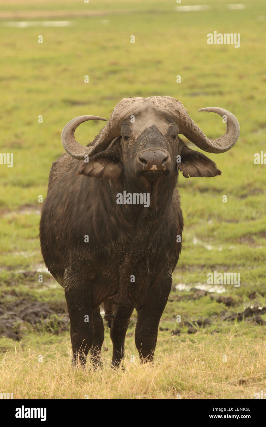 Buffle d'Afrique (Syncerus caffer), à la caméra, dans le Parc national Amboseli, Kenya Banque D'Images