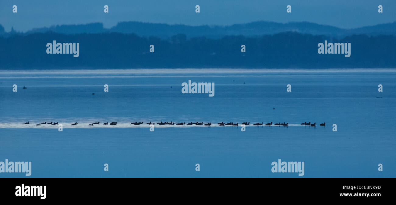 Black Foulque macroule (Fulica atra), au demi-heure, l'Allemagne, la Bavière, le lac de Chiemsee Banque D'Images