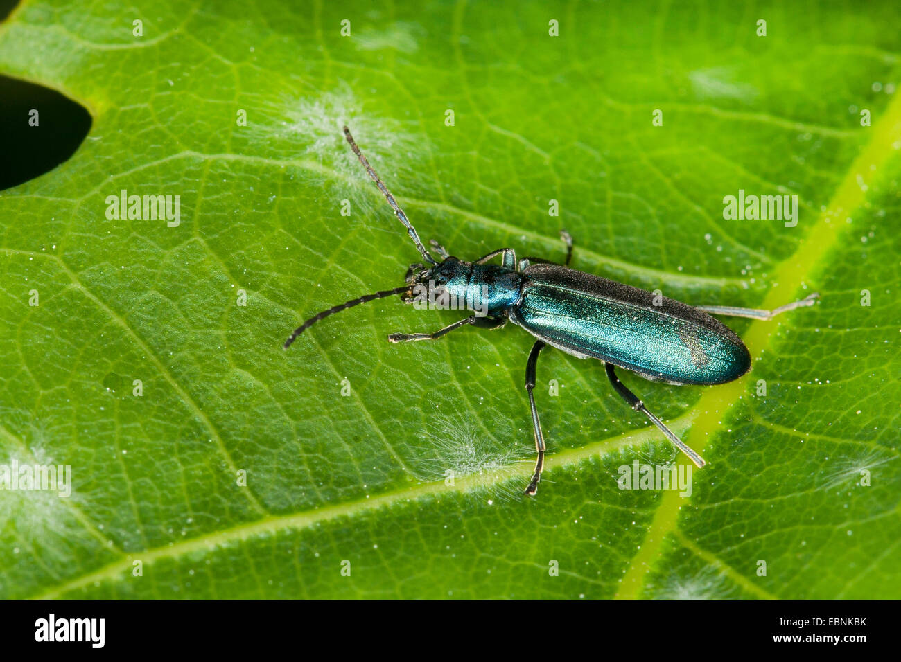 Allaitement Pollen Beetle (Ischnomera spec., Asclera spec., Ischnomera Ischnomera caerulea) oder cyanea, sur une feuille, Allemagne Banque D'Images