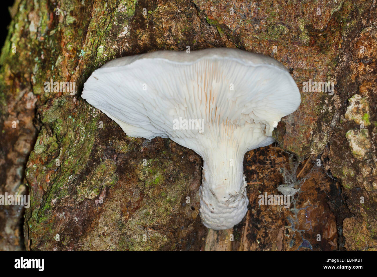 L'huître (Pleurotus dryinus voilée), organe de fructification à un tronc d'arbre, Allemagne Banque D'Images