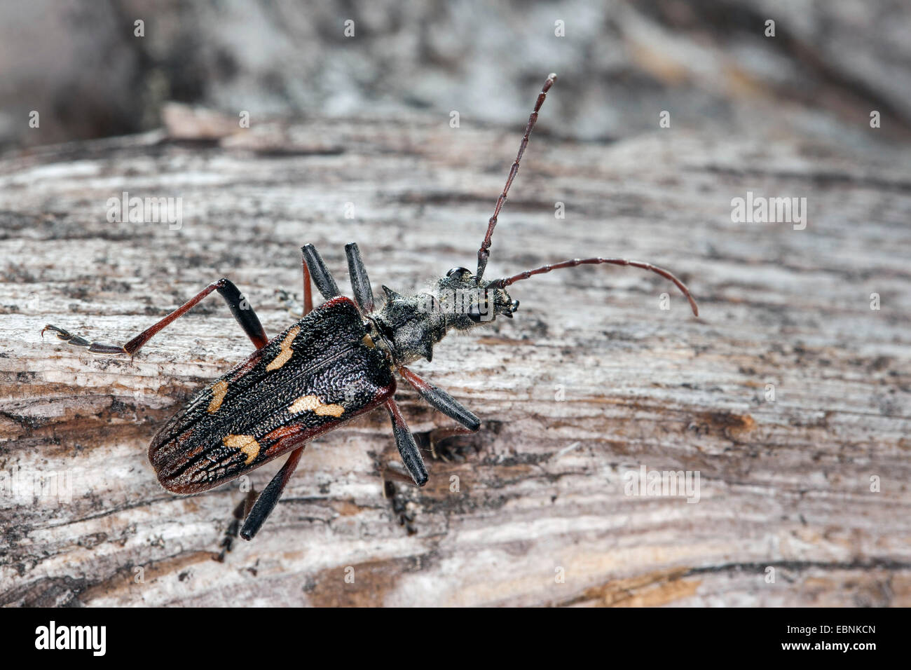 Deux bandes de longicorne asiatique, deux longicorne bagués (Rhagium bifasciatum), sur bois mort, Allemagne Banque D'Images