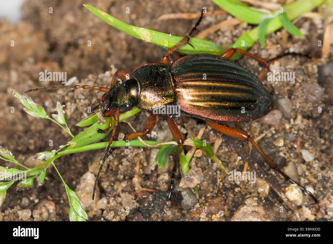 Golden zabre, dorure zabre (Carabus auratus), sur le terrain, Allemagne Banque D'Images