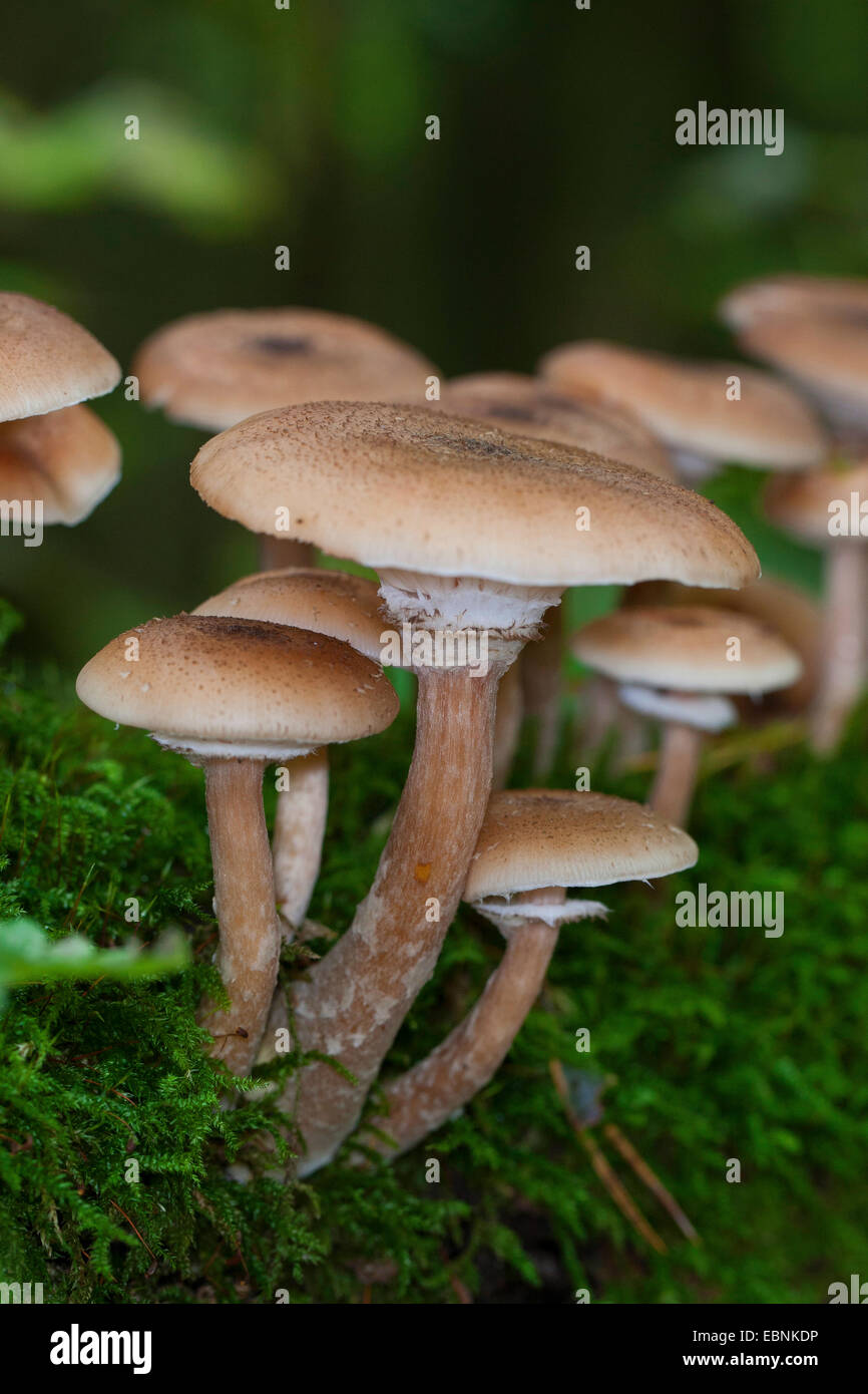 Miel foncé, Miel champignon Armillaria ostoyae (champignons, Armillariella polymyces solidipes, Armillaria), plusieurs organes de fructification sur le sol forestier, Allemagne Banque D'Images