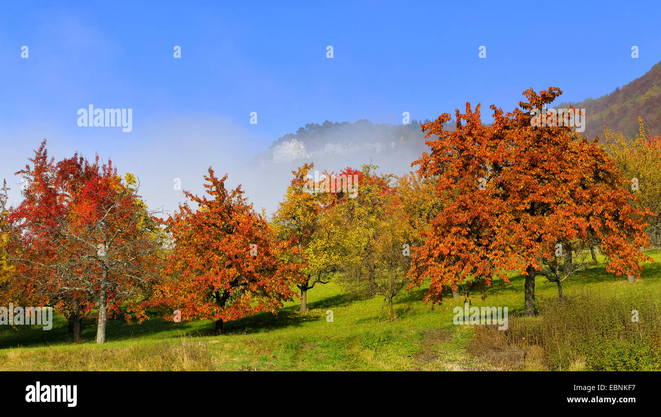 Prairie d'arbres fruitiers à l'automne, l'Allemagne, l'Lenninger Tal, Jura Souabe Banque D'Images