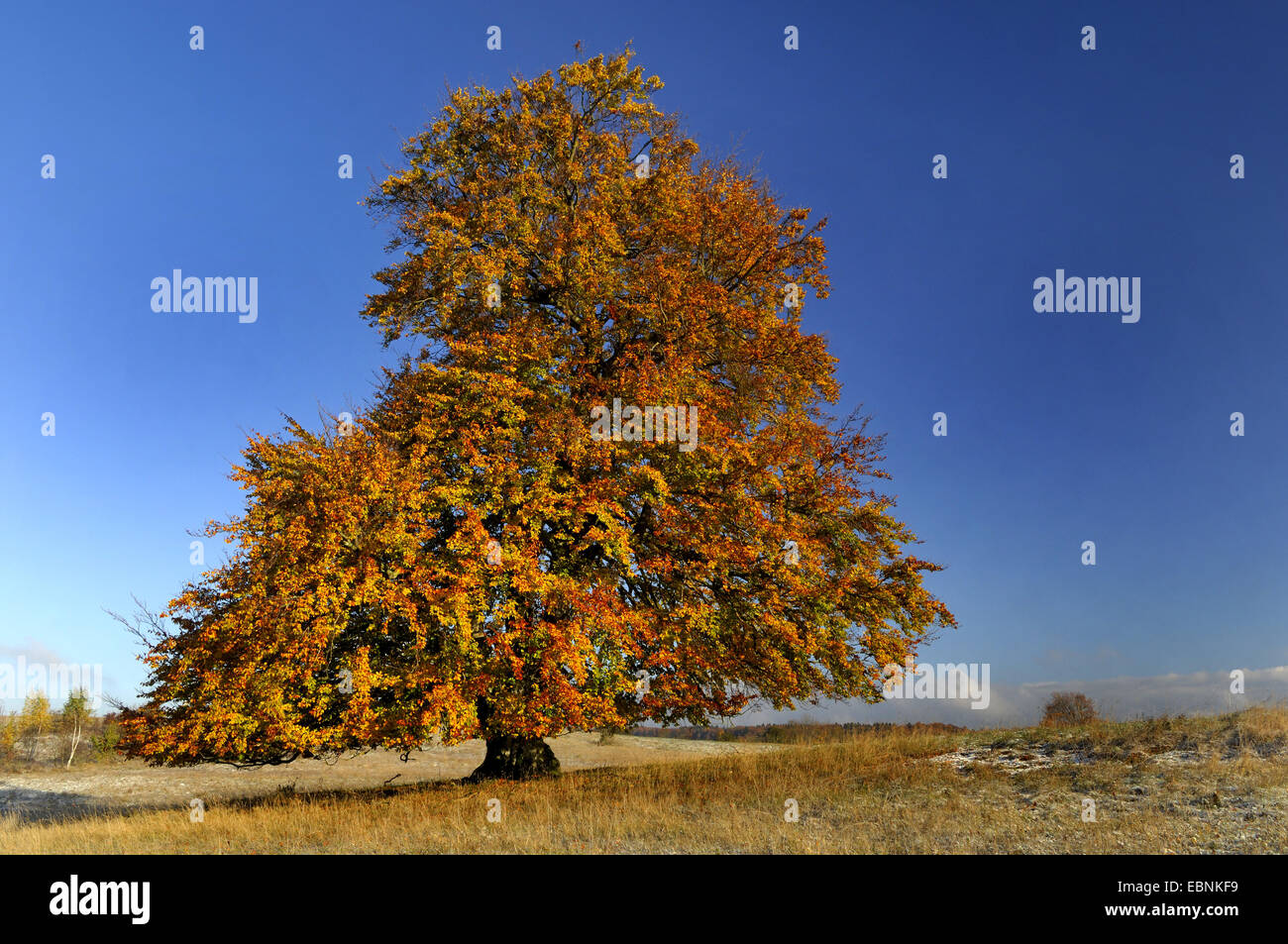 Le hêtre commun (Fagus sylvatica), seul arbre en automne, l'Allemagne, Jura Souabe Banque D'Images