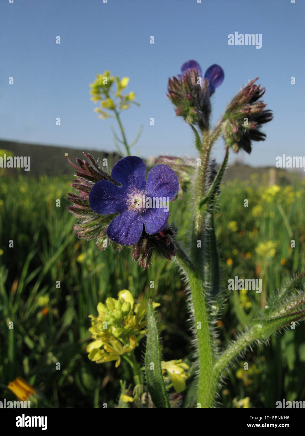 Vipérine commune italienne (Anchusa azurea), la floraison, l'Espagne, Baléares, Majorque Banque D'Images