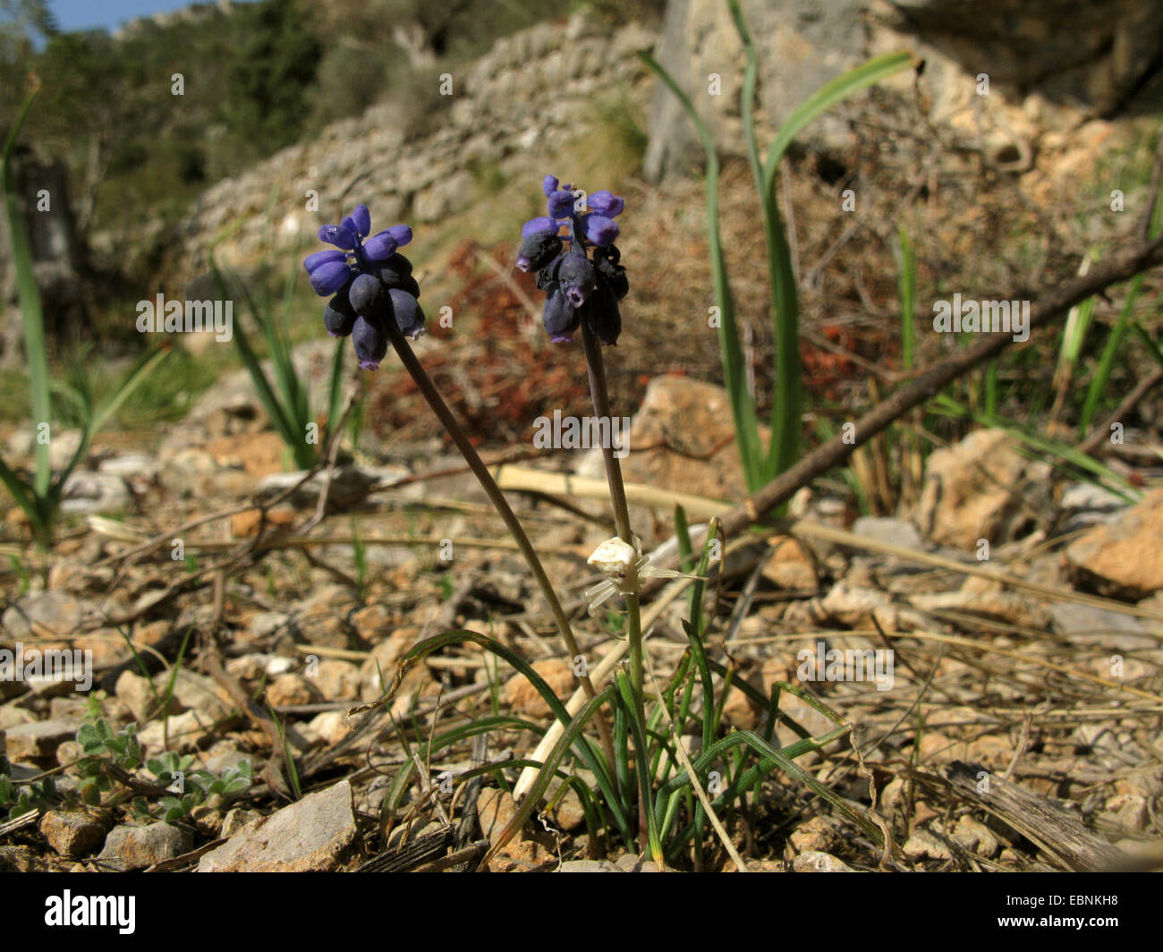 Grape hyacinth (Muscari neglectum, Muscari racemosum), la floraison, avec le crabe araignée, Espagne, Baléares, Majorque Banque D'Images