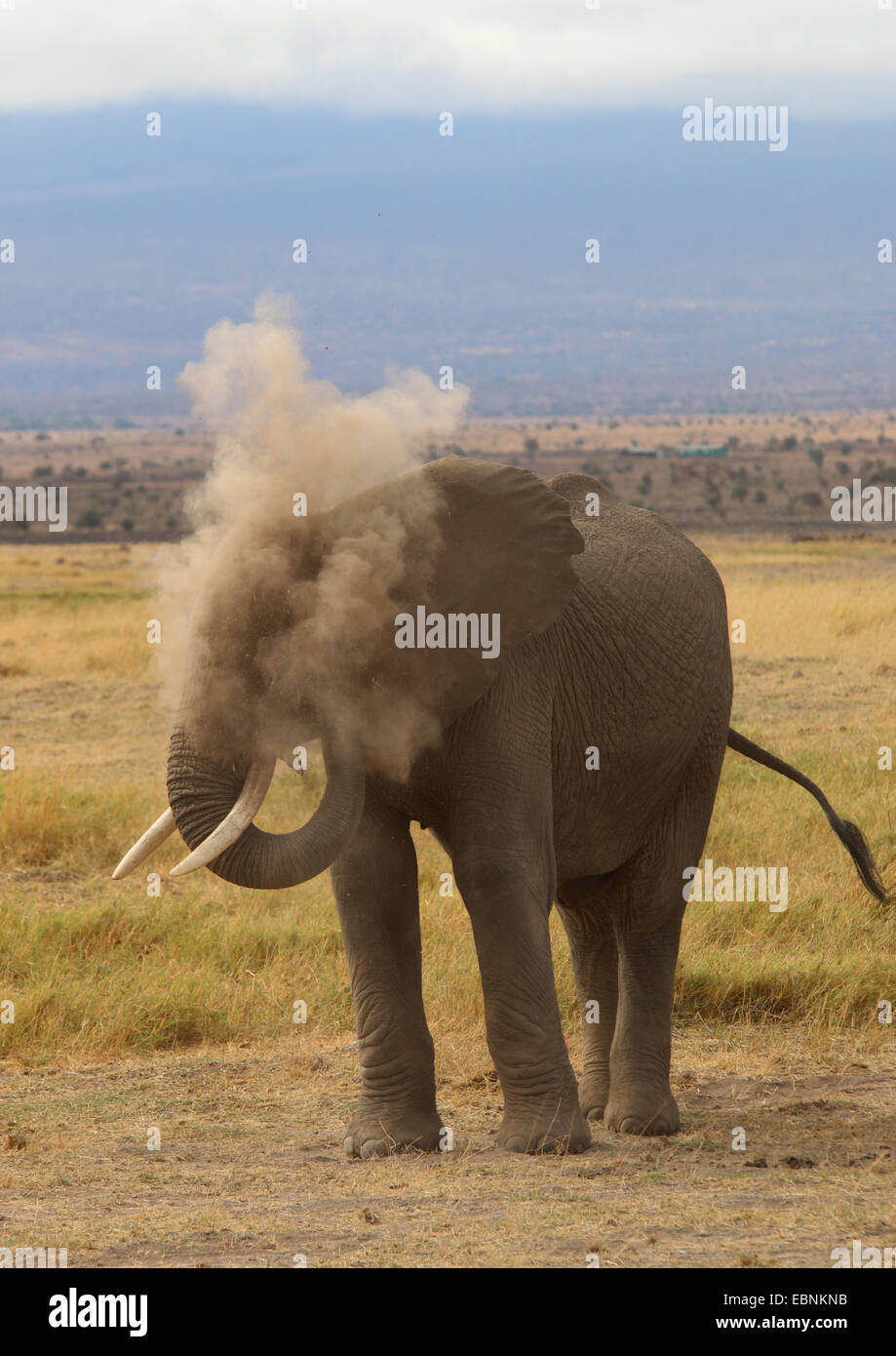 L'éléphant africain (Loxodonta africana), homme de la poussière, baignade, Parc National d'Amboseli au Kenya Banque D'Images