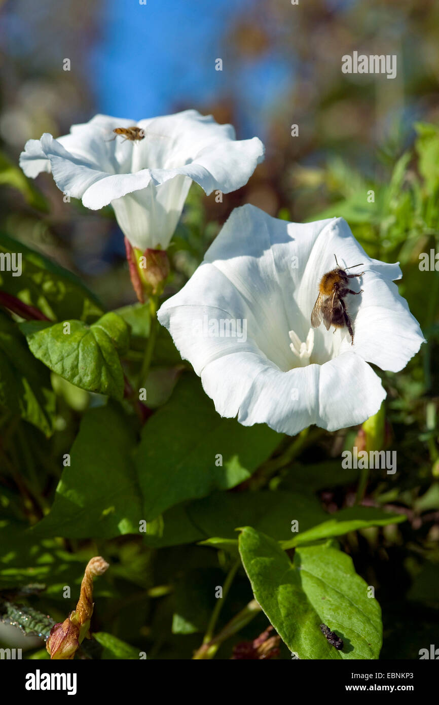 Bellbine Couverture Couverture, liseron des champs, liseron des champs, faux-de-verre, une plus grande beauté, Rutland (Calystegia sepium, liseron des champs Convolvulus sepium), avec une humble fleur abeille, Allemagne Banque D'Images