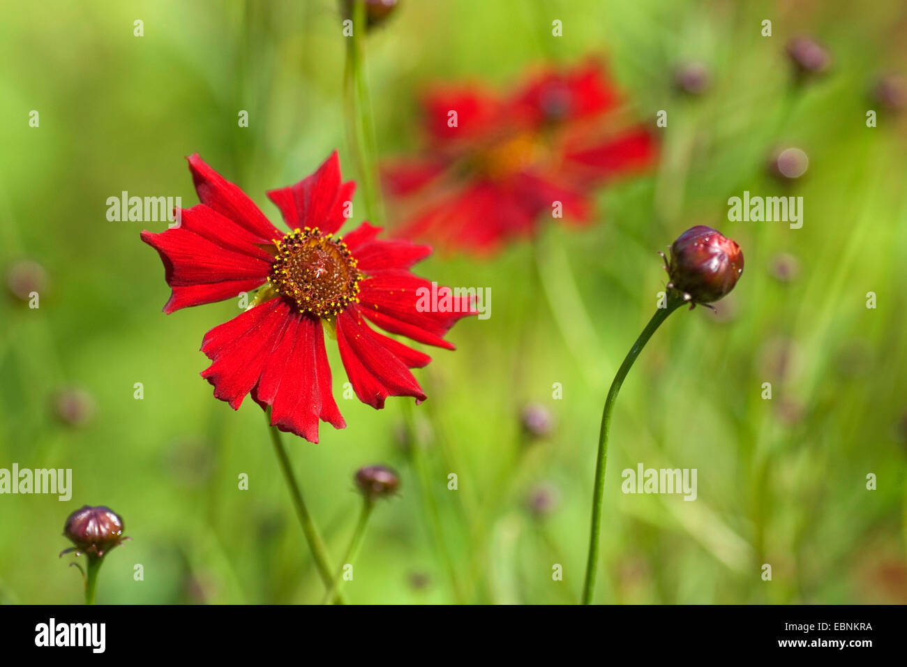 Plains coreopsis, Dyer, le Coreopsis Coreopsis tinctoria (tickseed or 'acajou', le Coreopsis tinctoria Mahogany, acajou cultivar) Banque D'Images