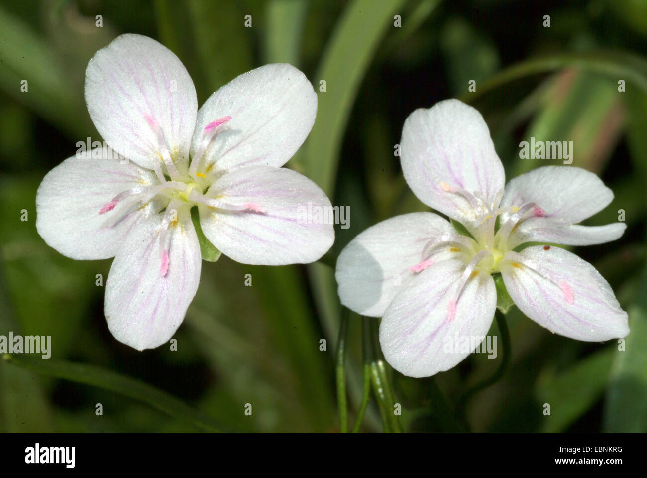 Printemps de l'est beauté, Virginia spring beauty (Claytonia virginica), fleurs Banque D'Images